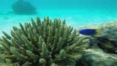 Pomacentrus caeruleus