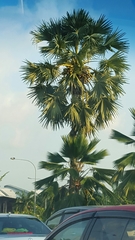 Borassus flabellifer