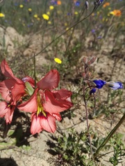 Gladiolus meliusculus