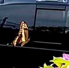 Heraclides thoas autocles