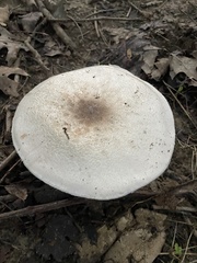 Agaricus placomyces