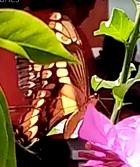 Heraclides thoas autocles