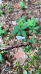 Tetrapyrgos nigripes