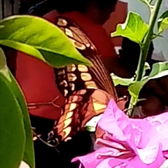 Heraclides thoas autocles