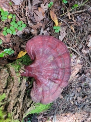 Ganoderma tsugae
