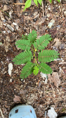 Chamaecrista nictitans