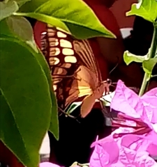 Heraclides thoas autocles