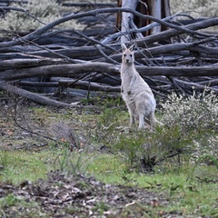 Macropus fuliginosus