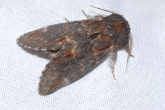 Notodonta dromedarius