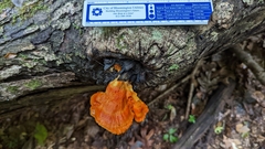 Laetiporus sulphureus
