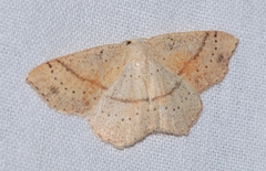 Cyclophora punctaria