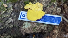 Laetiporus sulphureus