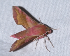 Deilephila porcellus