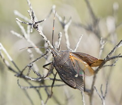 Poecilometis strigatus