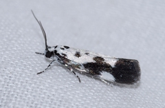 Ethmia quadrillella