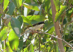 Melithreptus albogularis inopinatus