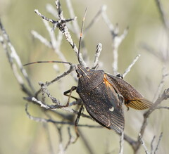 Poecilometis strigatus