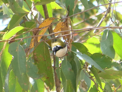 Melithreptus albogularis inopinatus