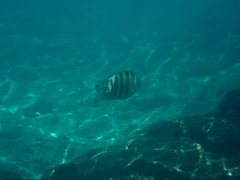 Abudefduf septemfasciatus