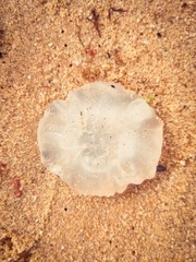 Catostylus mosaicus