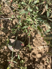 Polygonum arenastrum