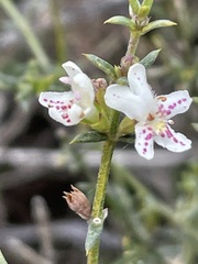Westringia rigida