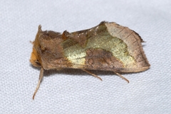 Diachrysia chrysitis