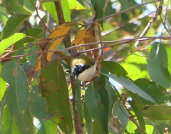 Melithreptus albogularis inopinatus