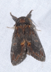 Notodonta dromedarius