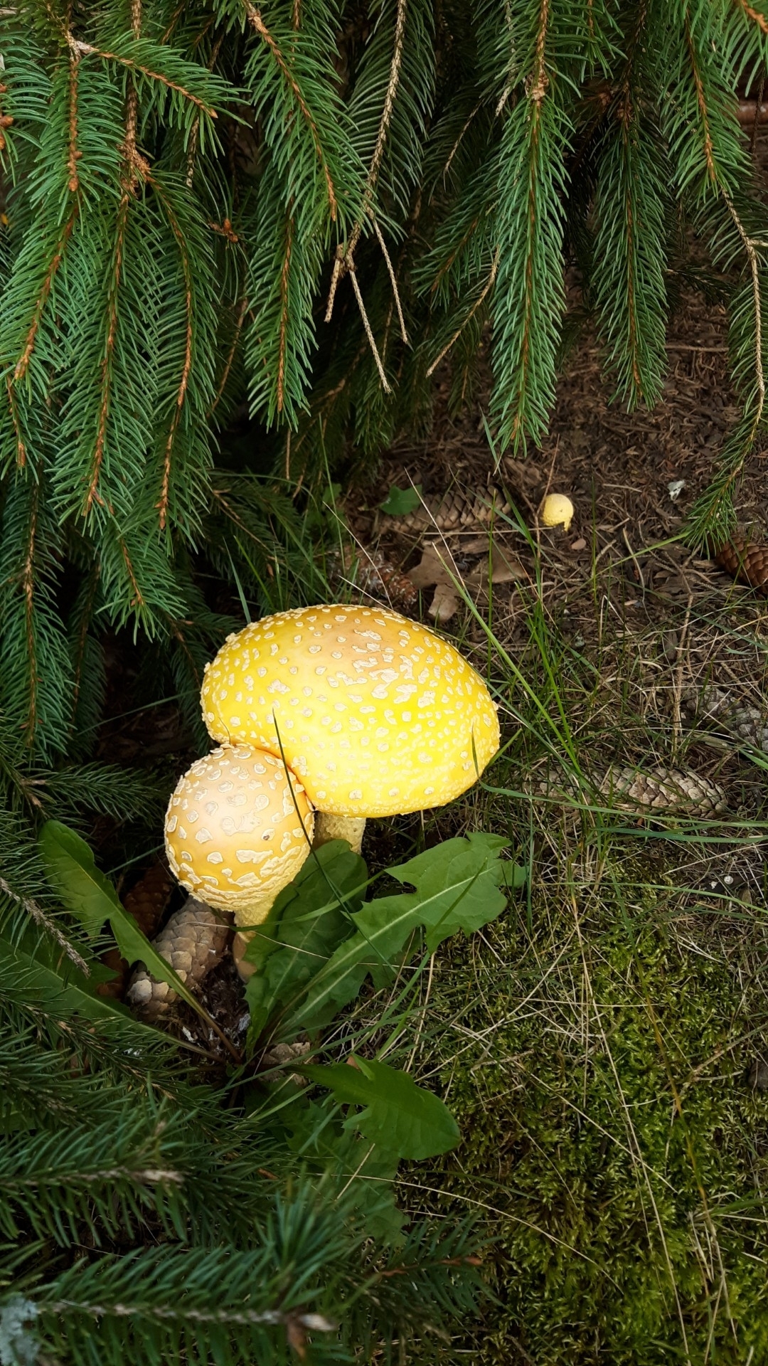 Amanita muscaria<br>18 October, 2024