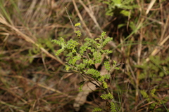Dodonaea rupicola
