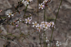 Leptospermum liversidgei
