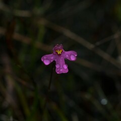 Utricularia multifida