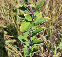 Verbena stricta