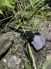 Salamandra atra