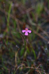 Utricularia multifida
