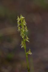 Prasophyllum gracile