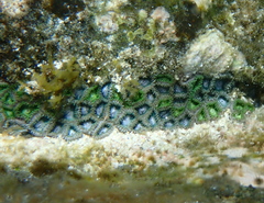 Zoanthus sansibaricus