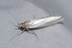 Crambus perlella