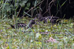 Anas sparsa leucostigma