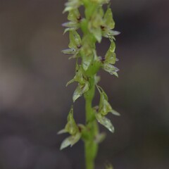 Prasophyllum gracile