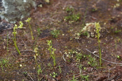 Prasophyllum gracile