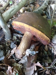 Neoboletus erythropus