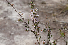 Leptospermum liversidgei