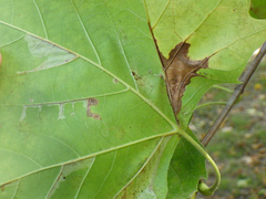 Phyllonorycter platani