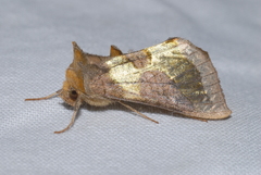 Diachrysia chrysitis