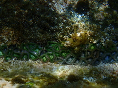 Zoanthus sansibaricus