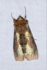 Diachrysia chrysitis