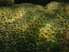 Palythoa tuberculosa