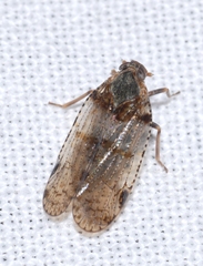 Cixius simplex